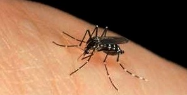 Disinfestazione contro zanzare Disinfestazione contro zanzare