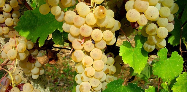 vernaccia01